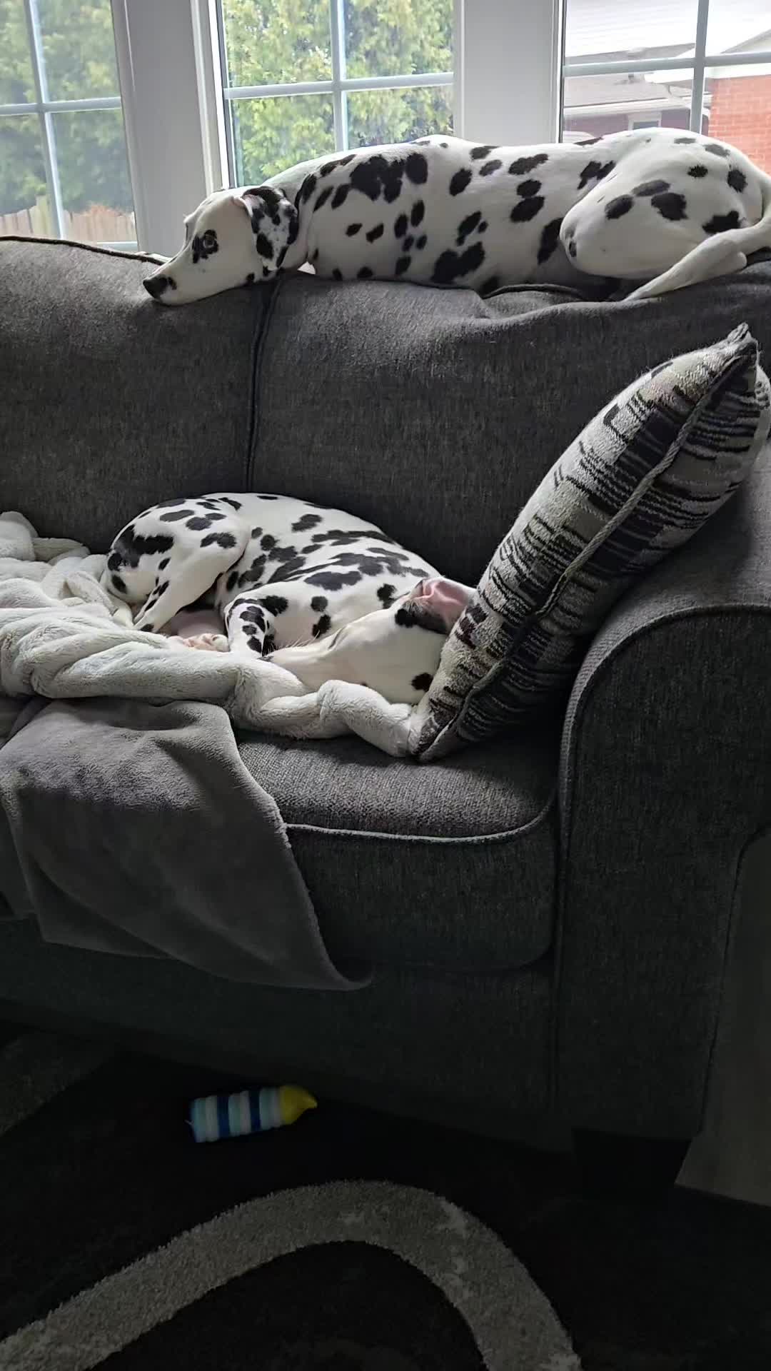 My two Dalmatians and their couch antics