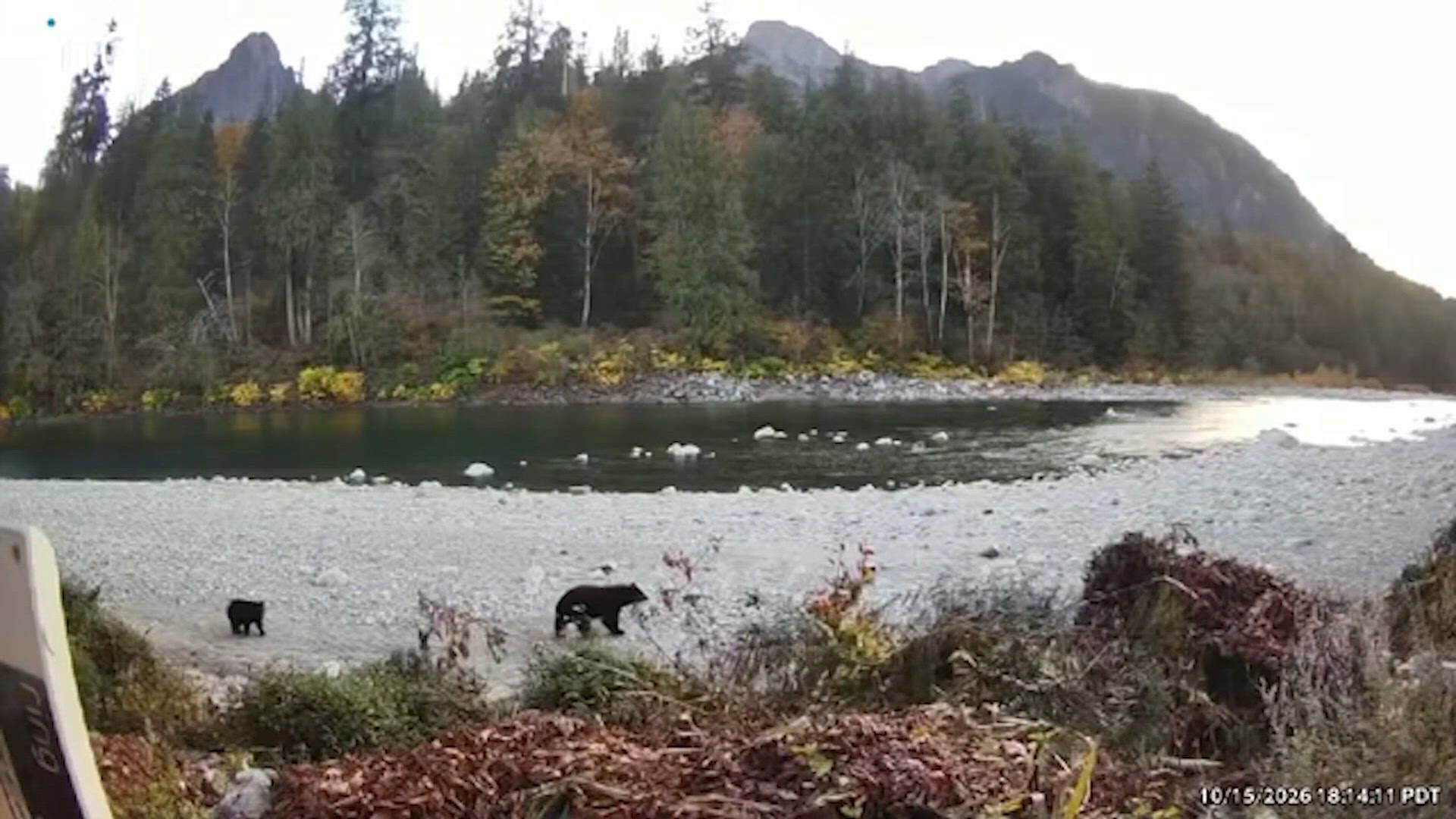 Mother bear, cub killed by WDFW in Index