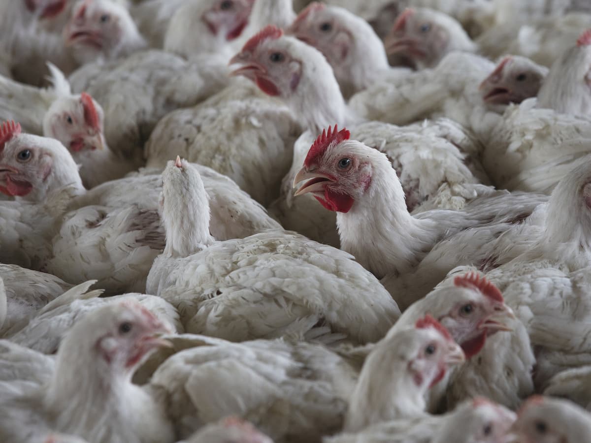 Newcastle disease outbreak: South Africa holds off on full chicken ban