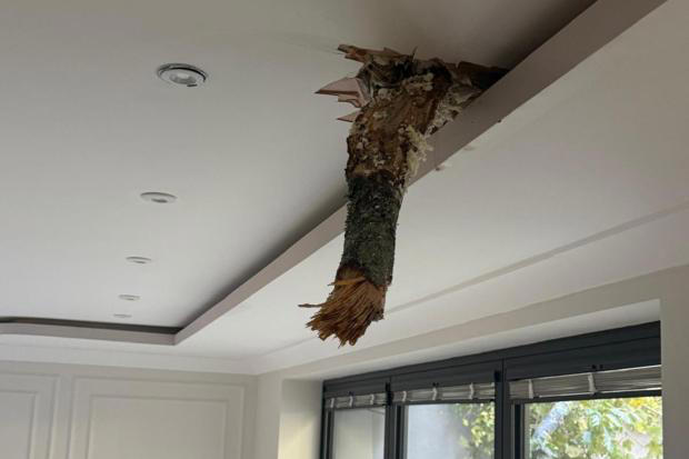 Southampton family left waiting four days for removal after tree wrecks ...