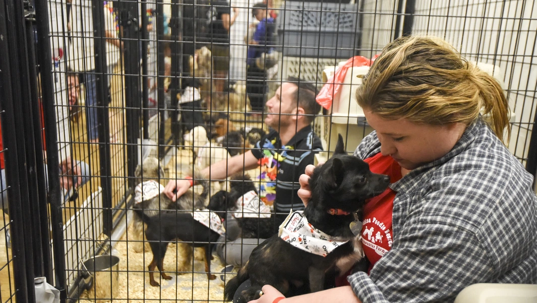 Dogs who rescue hearts and homes