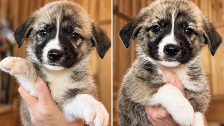 Meet Swift Spot: The fluffy little puppy searching for love