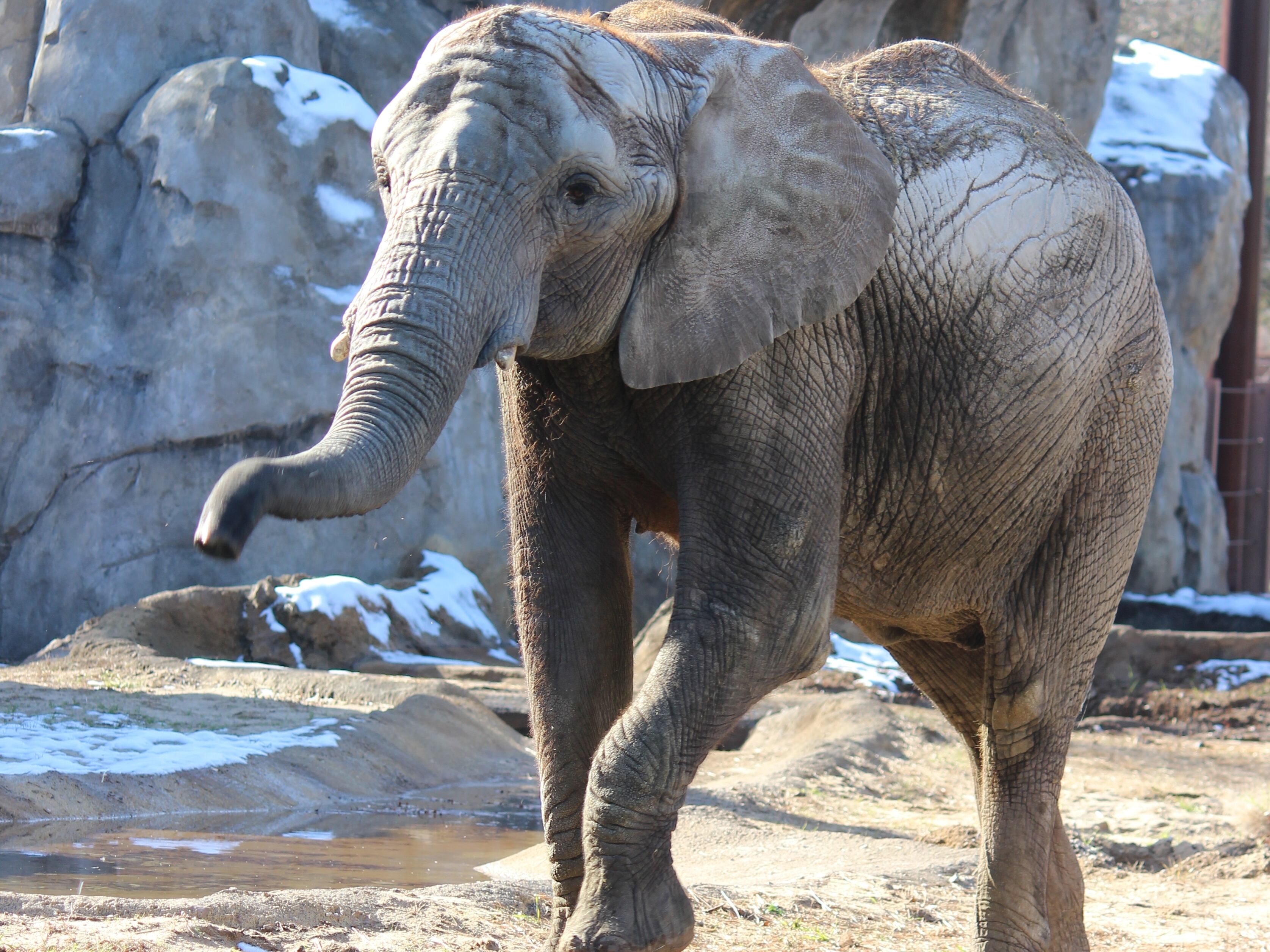 Elephant-astic news: Kansas City Zoo expecting first baby elephant born ...