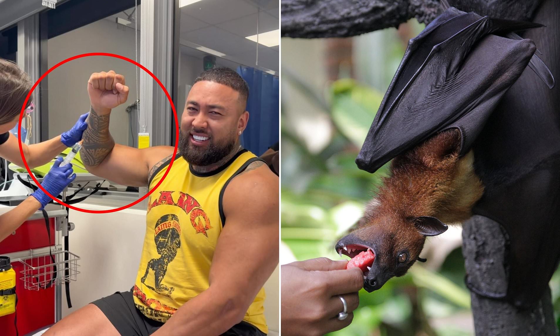 Australian's Bali trip takes a terrifying turn after bat sinks its ...