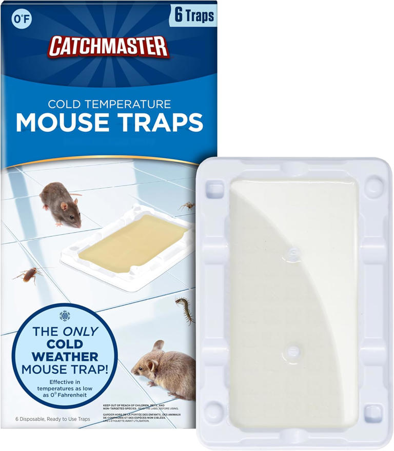 The best mouse traps for your home, according to pros