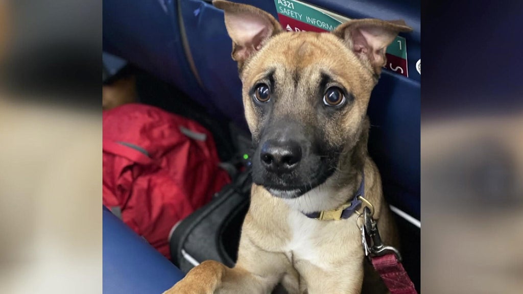 Dog killed in hit-and-run in Manchester-by-the-Sea, Massachusetts: 