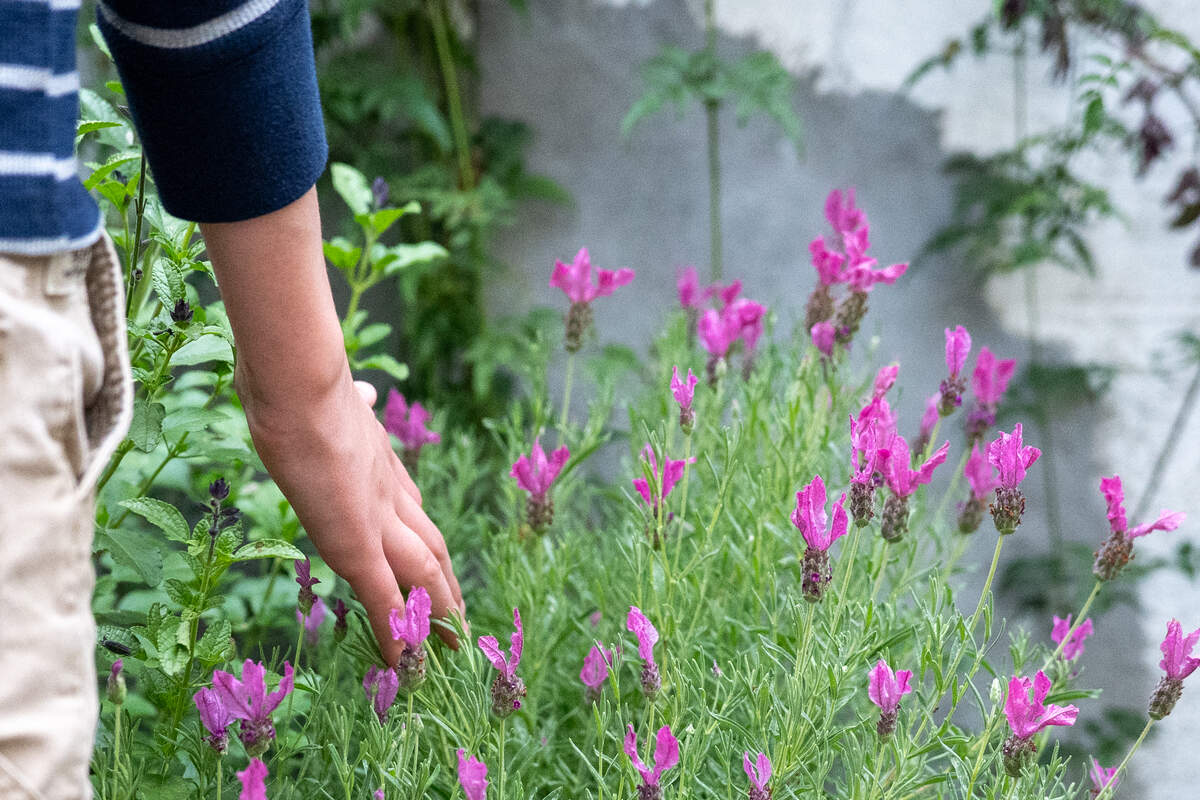 Sensory regulation gardens: How these therapeutic outdoor spaces help ...