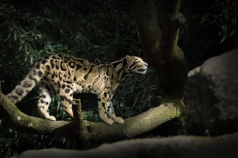 Action on the ground in Laos is needed to recover large mammals ...