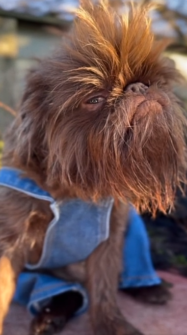 Brussels Griffon shares a playful popcorn story