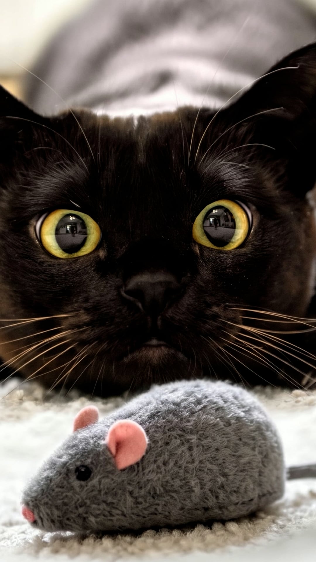 Can you train your cat to catch mice and cockroaches?
