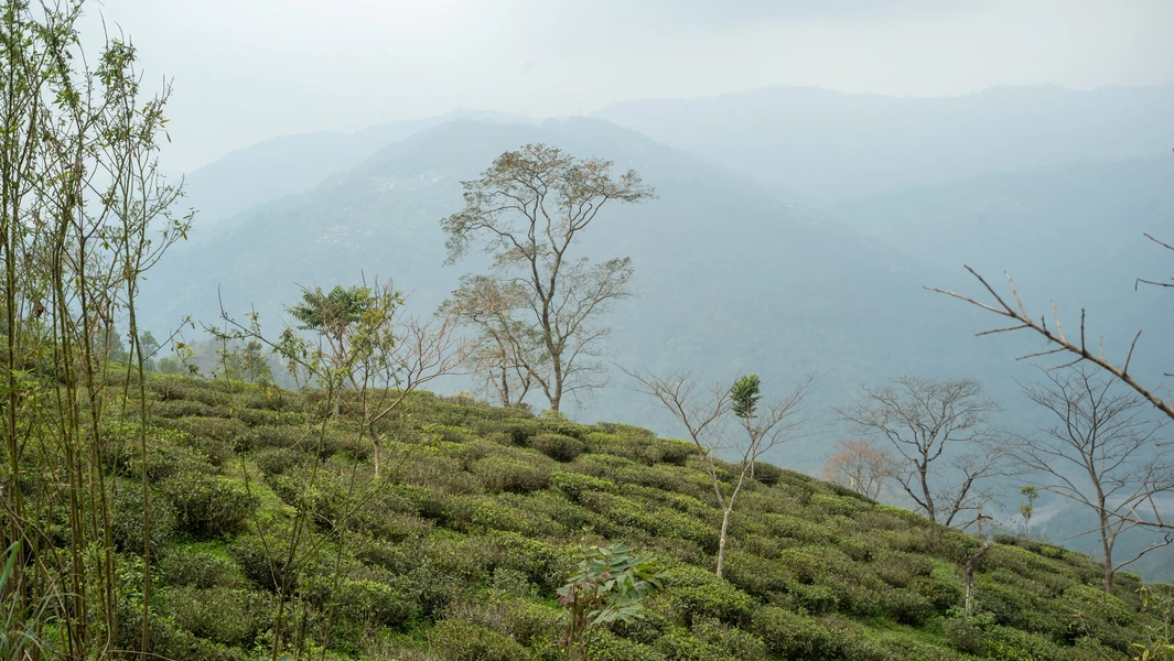 Sip your way through tea history and culture