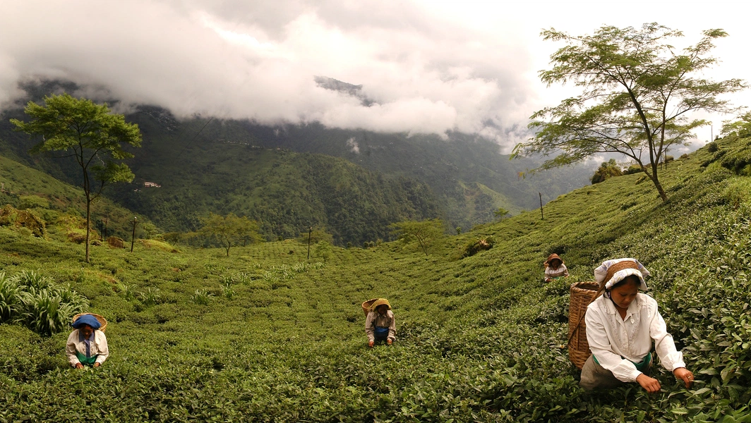 Sip your way through tea history and culture