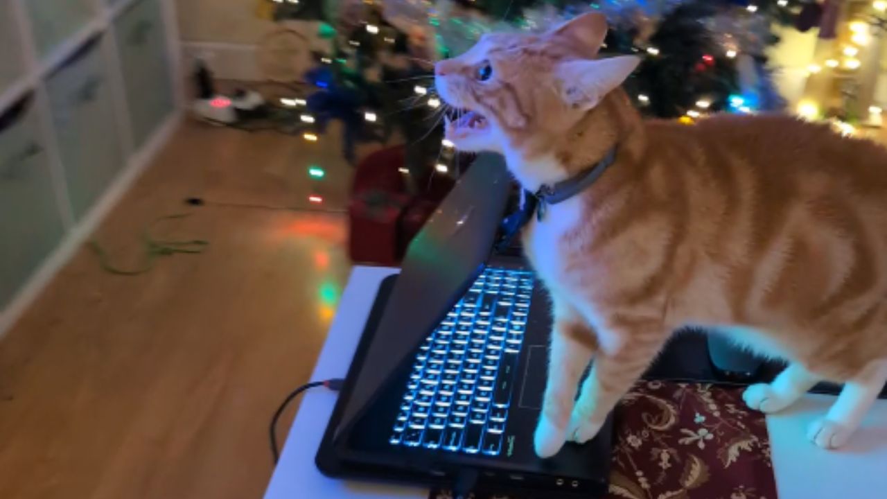 Unbelievable reaction as cat confronts feline on television