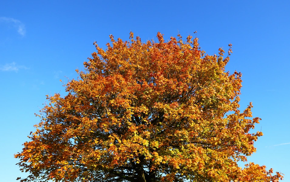 Maple magic from tree to table