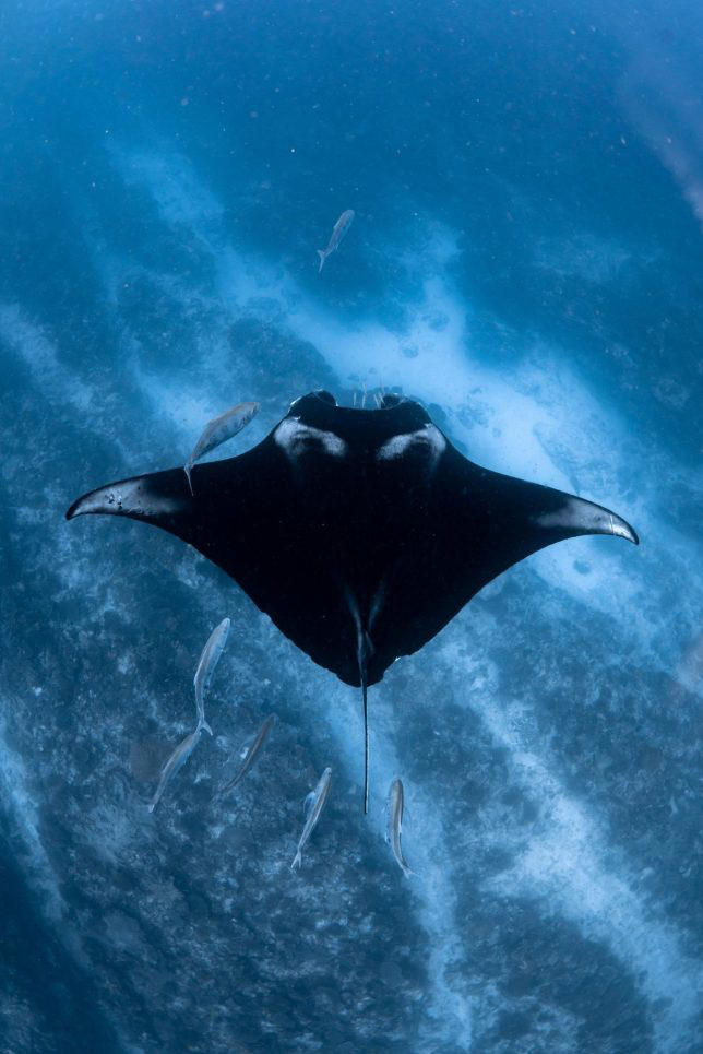 My budget Western Australia tour of white beaches, manta rays and a ...