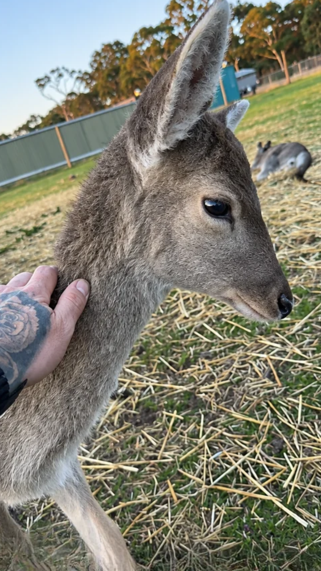 Observing the curious behavior of a deer