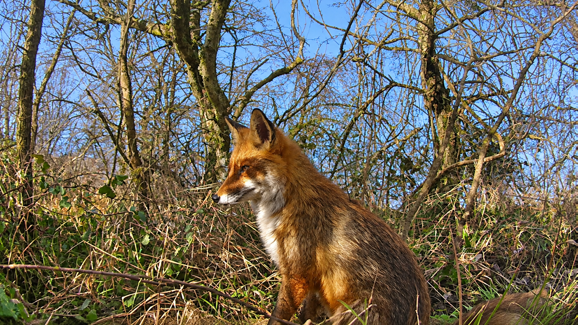 Trail cameras capture wild animals in freezing weather