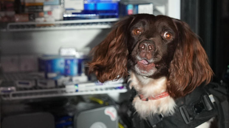 Inside the raid where dog finds hidden cigarette stash