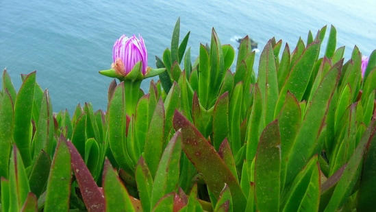California brought in ice plant for erosion control in the early 1900s ...