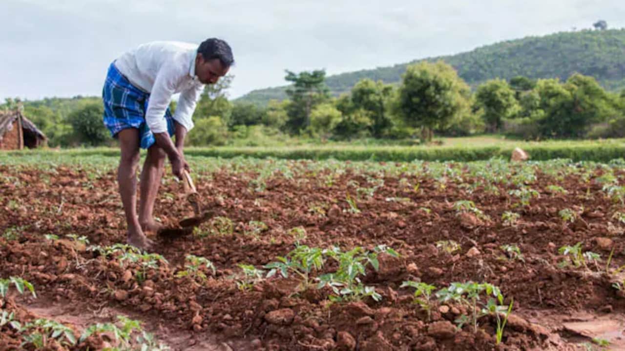 Self-declaration form row erupts amid Telangana's paddy cultivation push