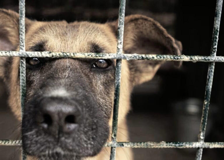 Disturbing figures expose scale of animal welfare concerns - The Irish ...
