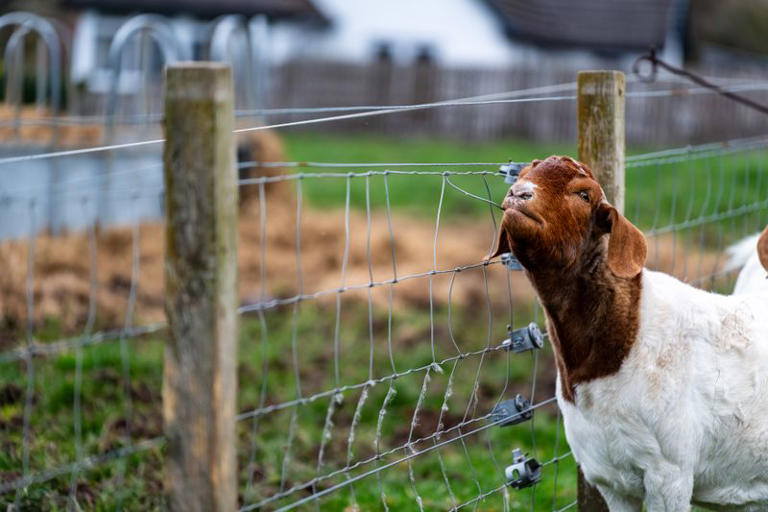 Which tools cut high-tensile fence wire, and how to repair a broken wire