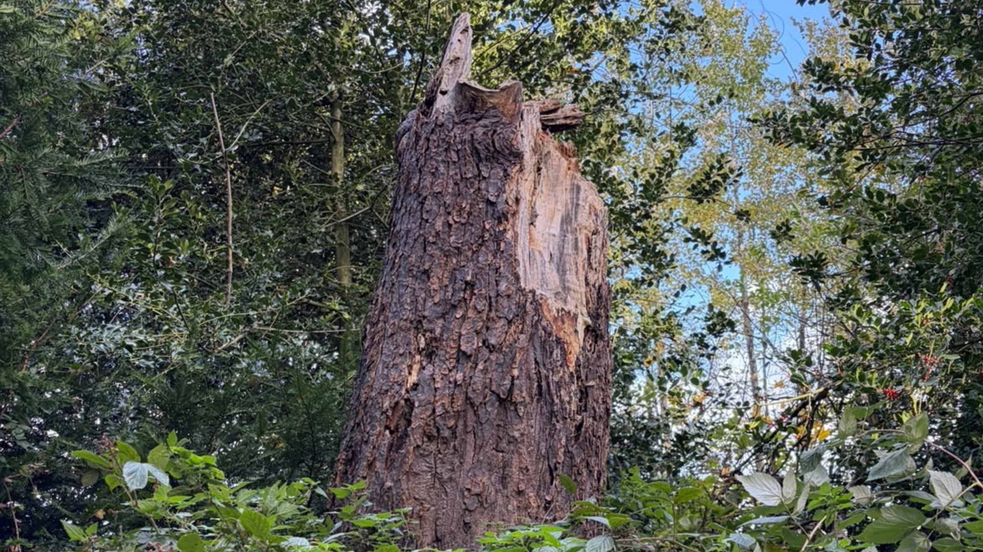 Mum 'lucky to be alive' after being hit by falling tree in 50mph storm