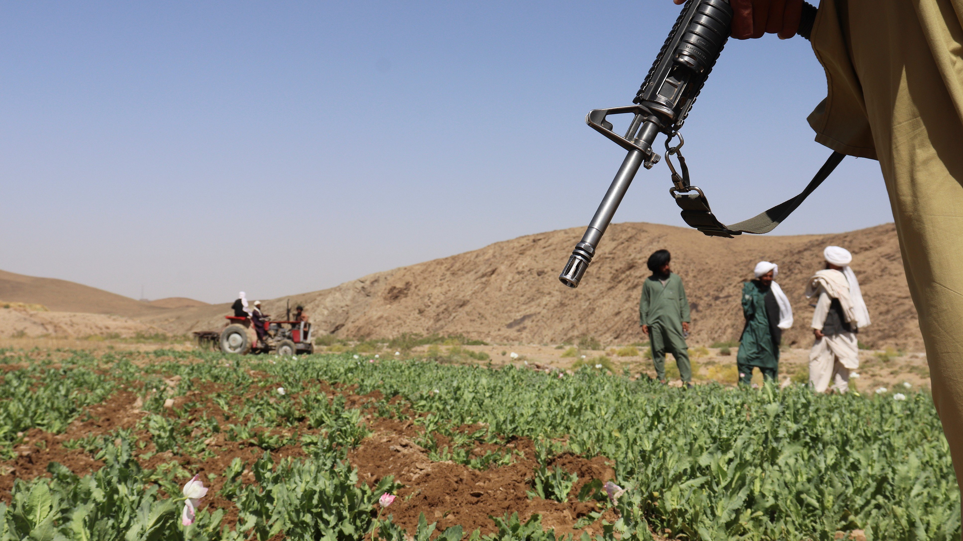 UN reports a sharp rise in Afghanistan poppy cultivation despite ...