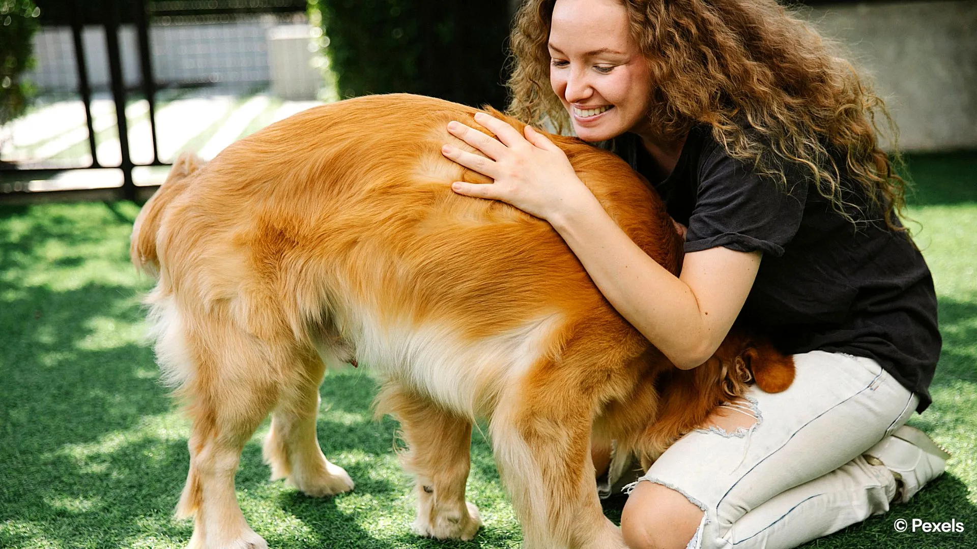 How different pets say 'I love you,' from loyal dogs to affectionate cats