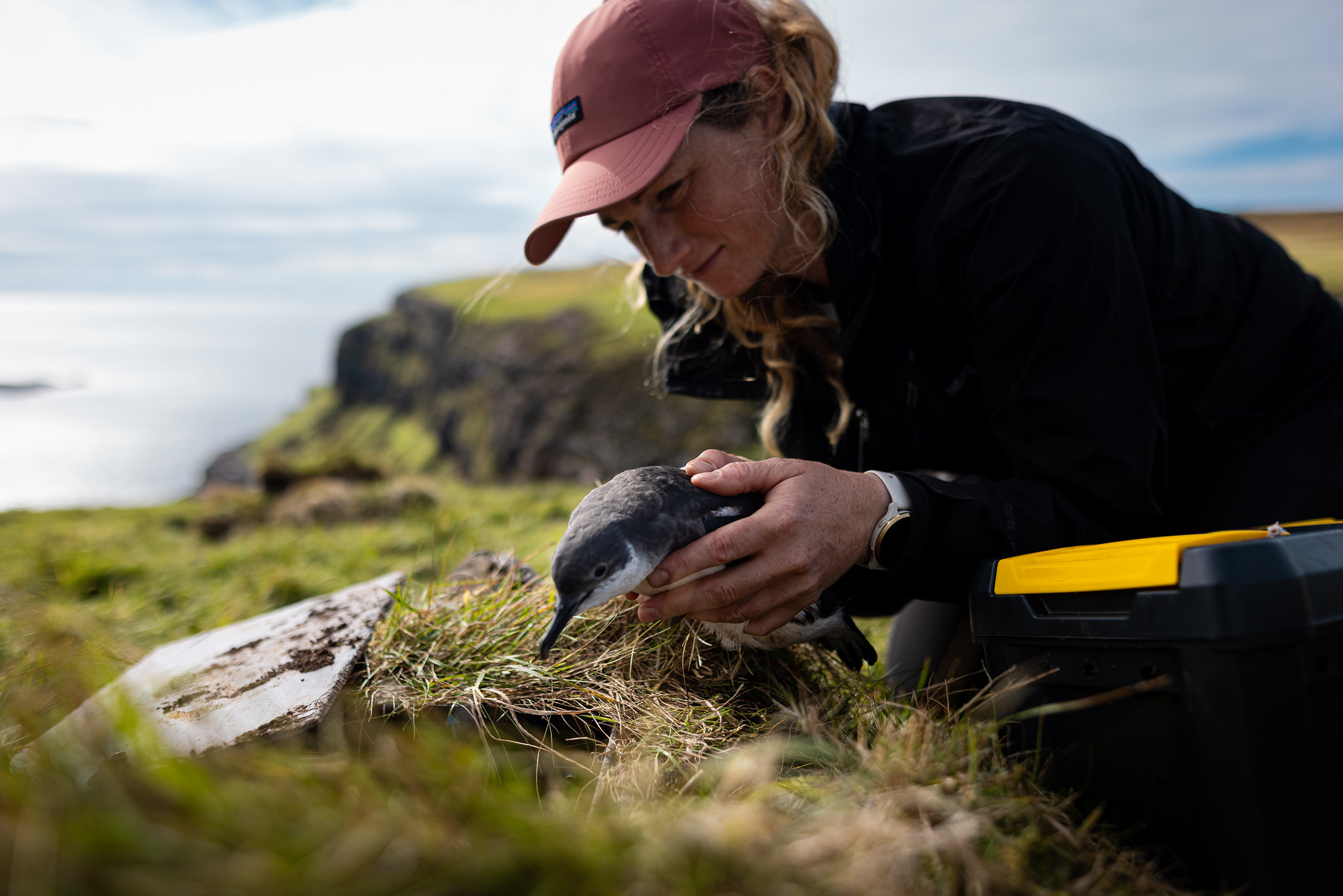 Eerie cry of seabird decimated by rat infestation to return to Scottish ...