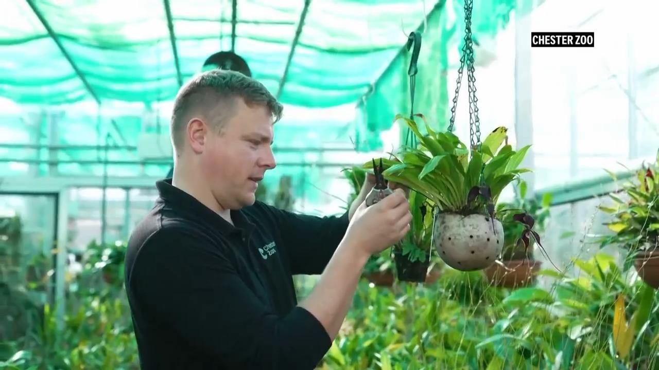 Spooky-looking Dracula orchids at UK zoo recognised as nationally ...