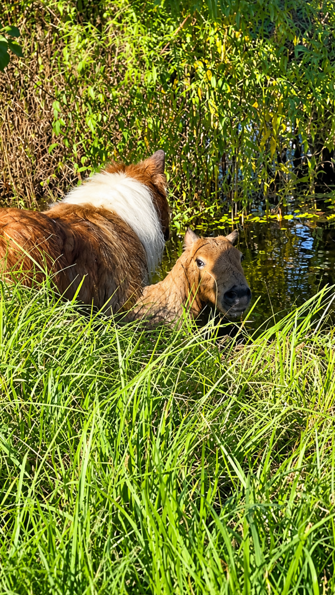 Capybara gives Stevie the Sheltie a funny side eye look