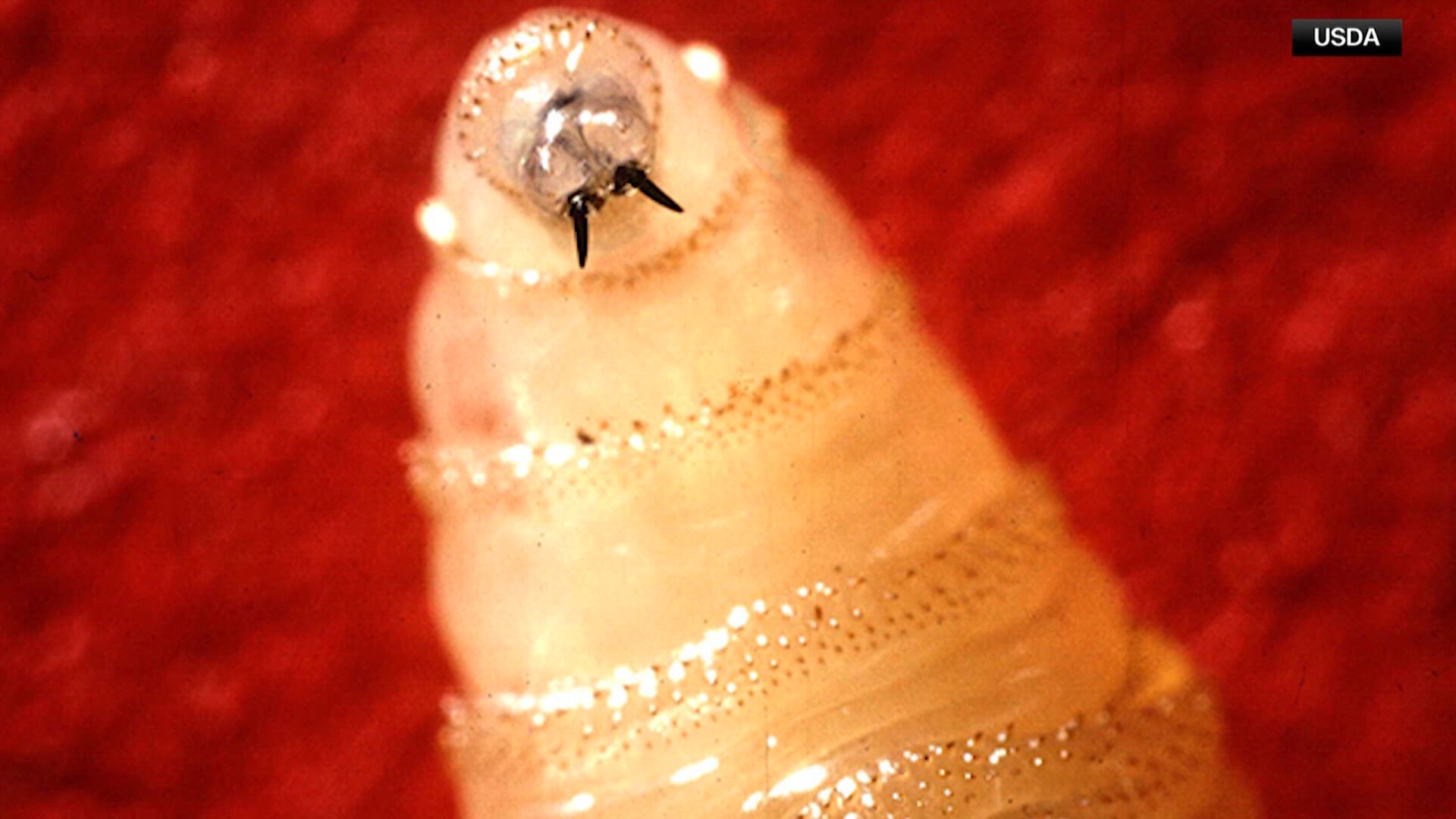 New World screwworm found in Arizona, Department of Agriculture says