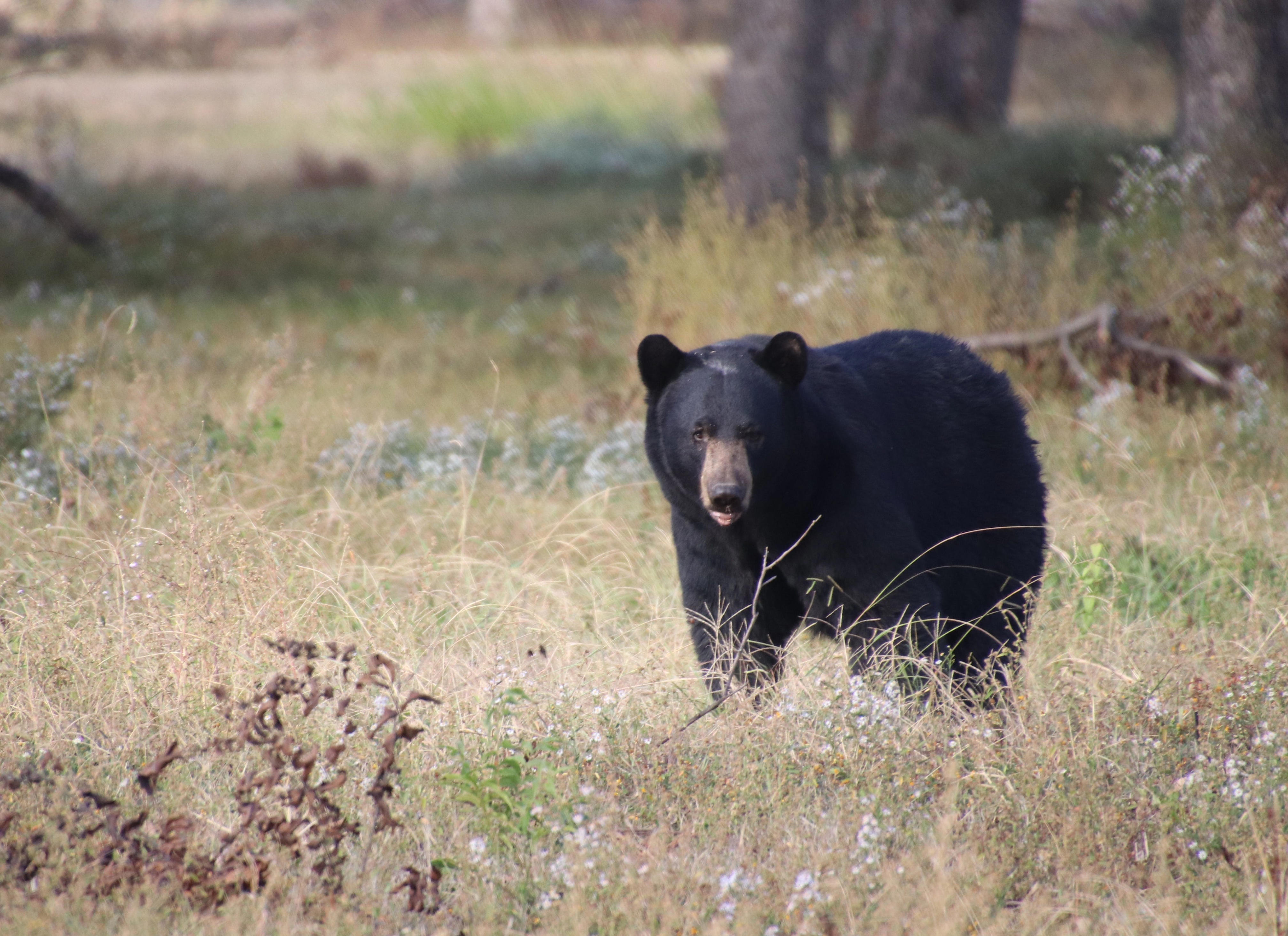 How dangerous are black bears in Mississippi?