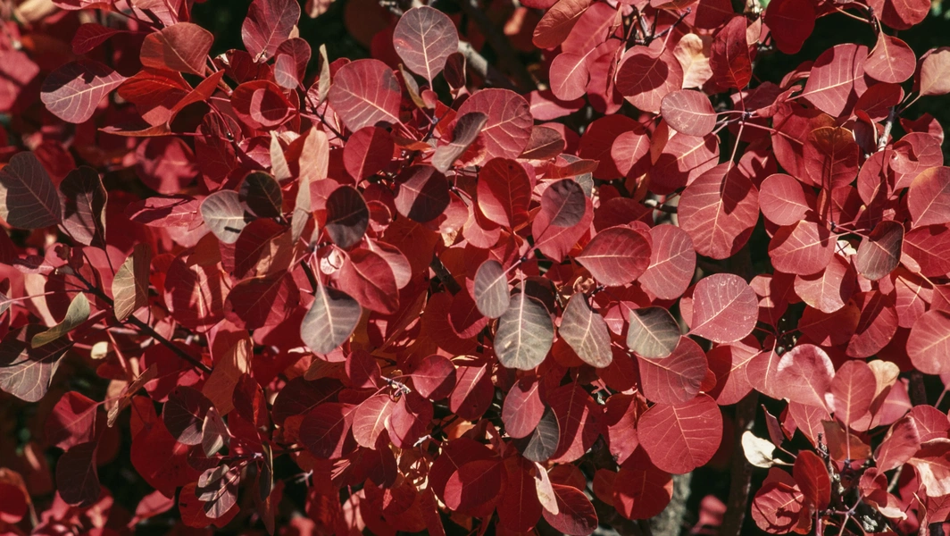Add cozy charm with fall shrubs