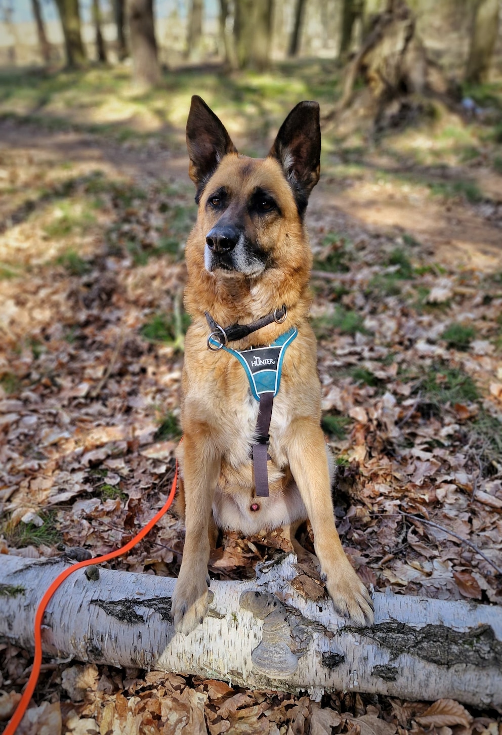 We assume that Phex will die in the animal shelter