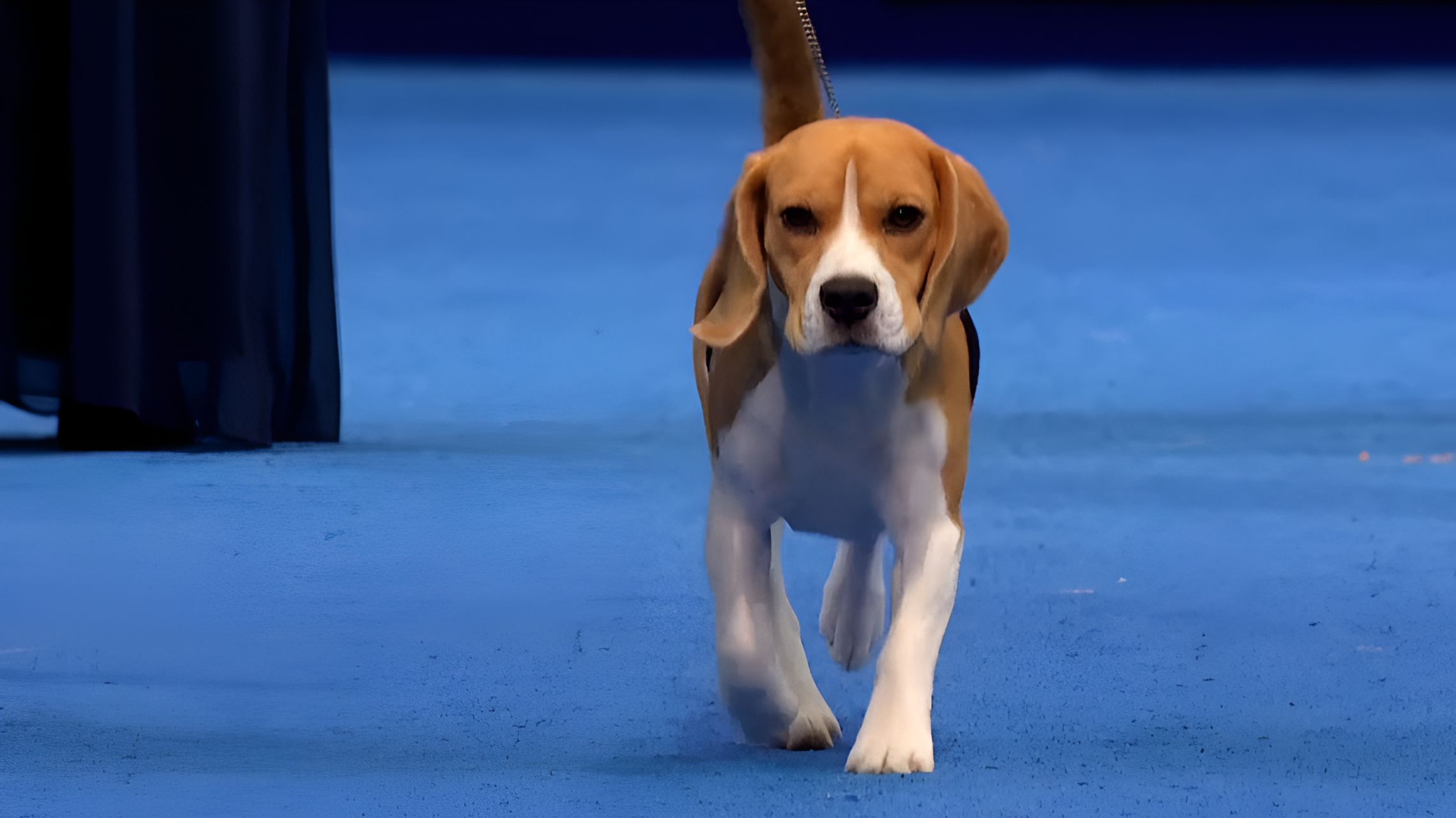 National Dog Show debuts: Meet three small breeds with different needs
