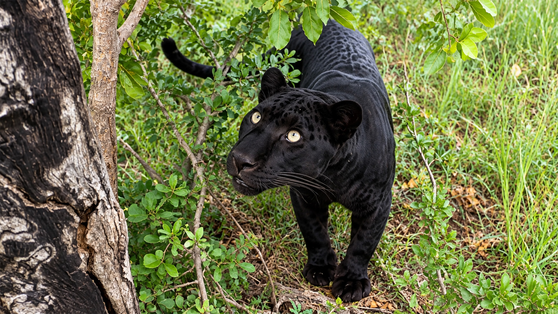 A black leopard can react in seconds