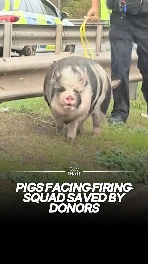 Pigs facing firing squad have bacon saved by donors