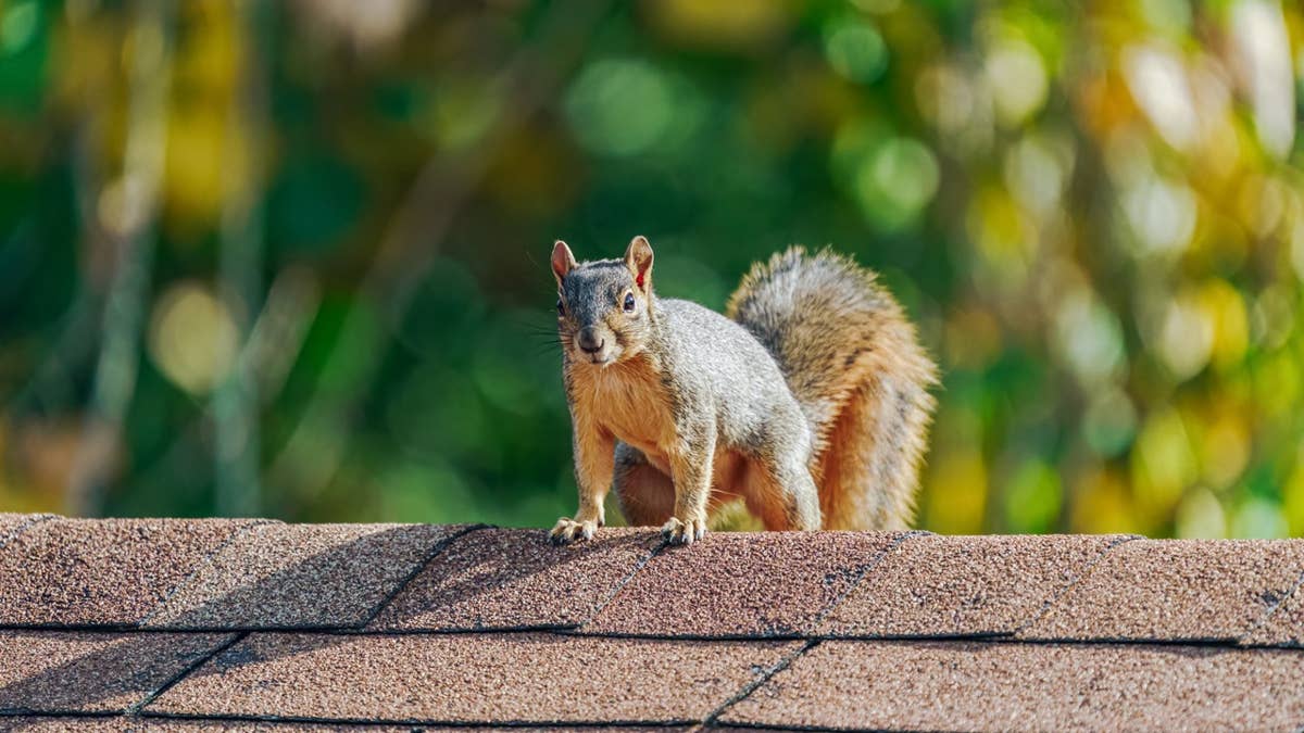 How to keep wildlife out of your home this fall