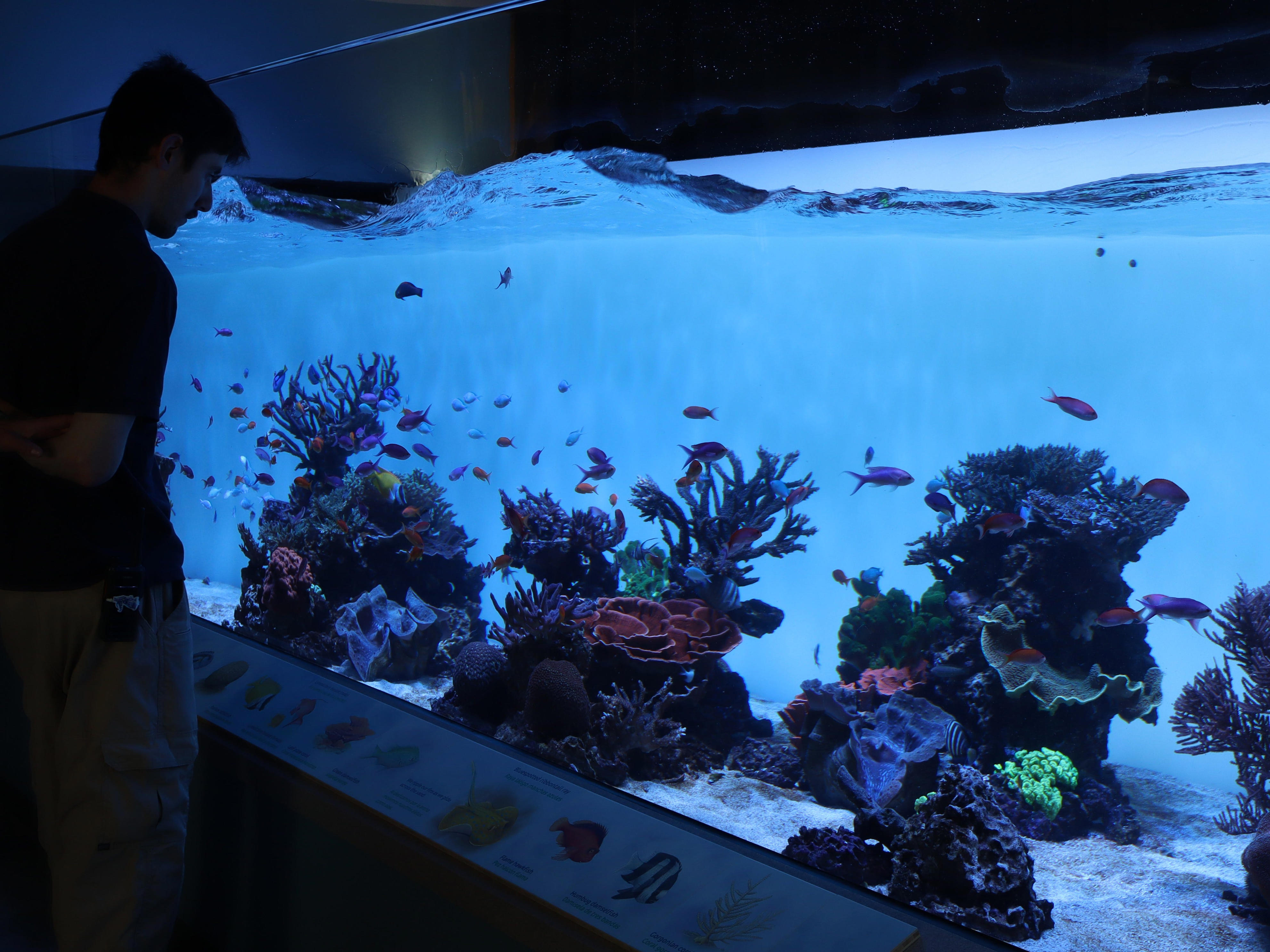 New 'Ocean in Motion' exhibit at Monterey Bay Aquarium opens Nov. 7