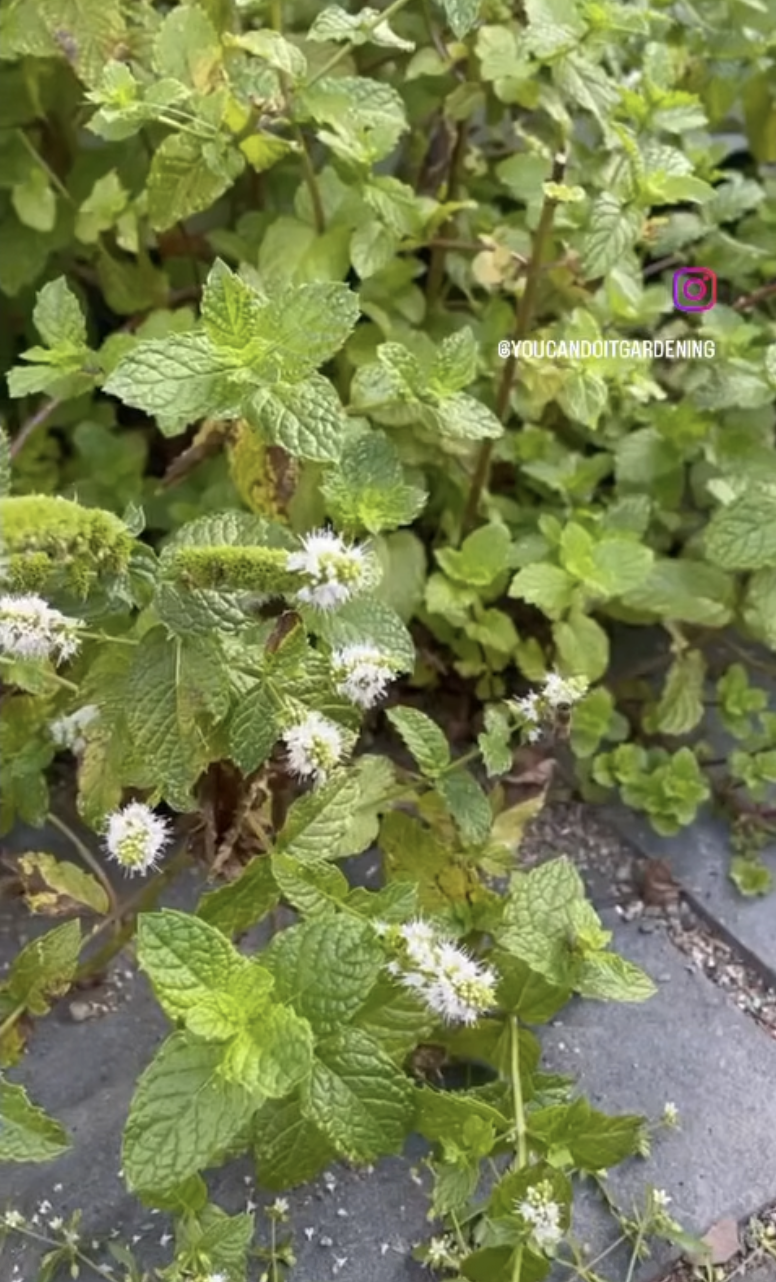 Mint took over my garden and here’s what happened! 🌿😅