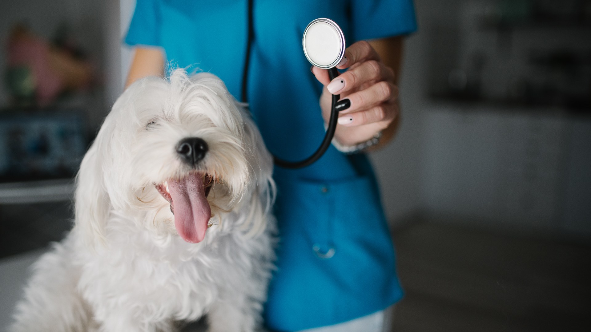 The 15 most common health problems in dogs, ranked