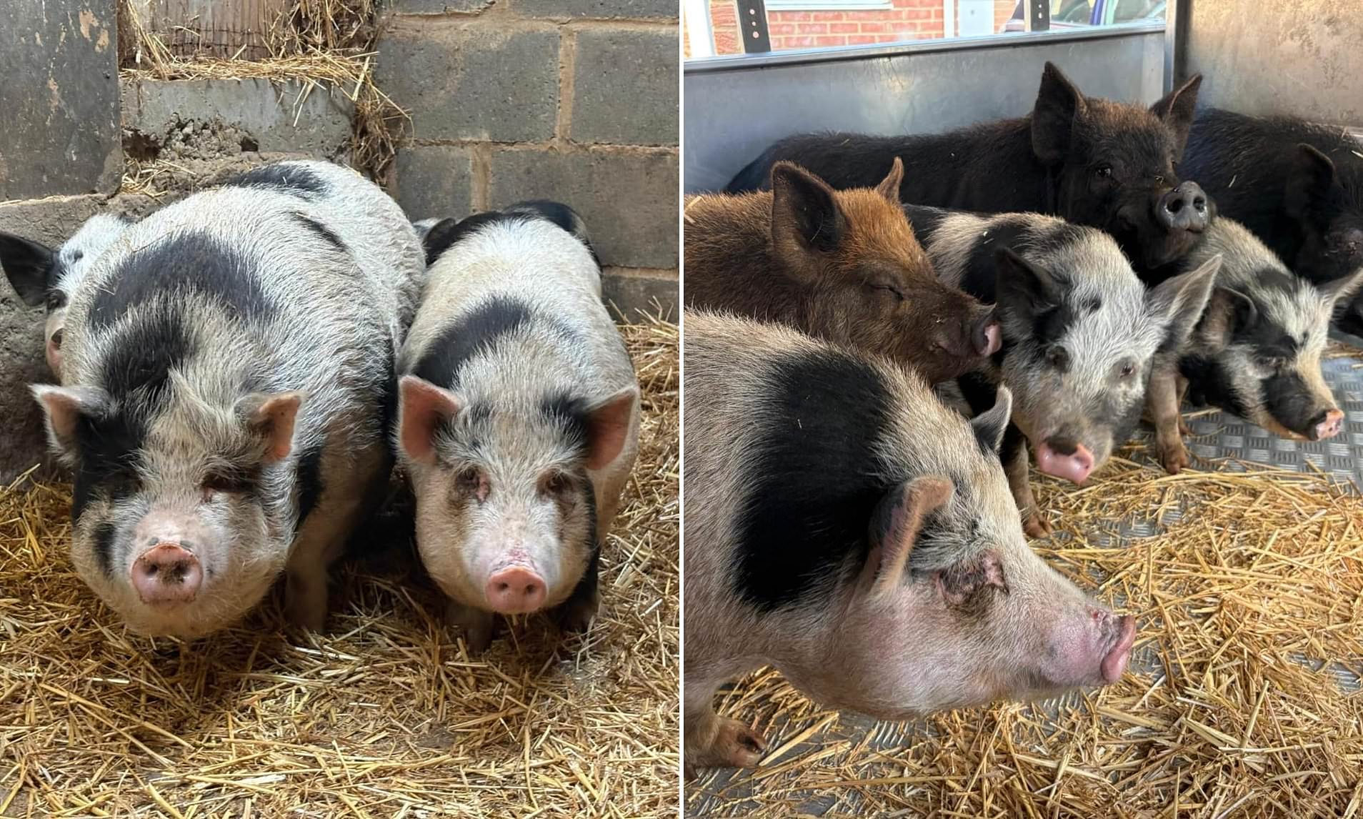 Pigs facing the slaughterhouse after escaping onto busy road have their ...