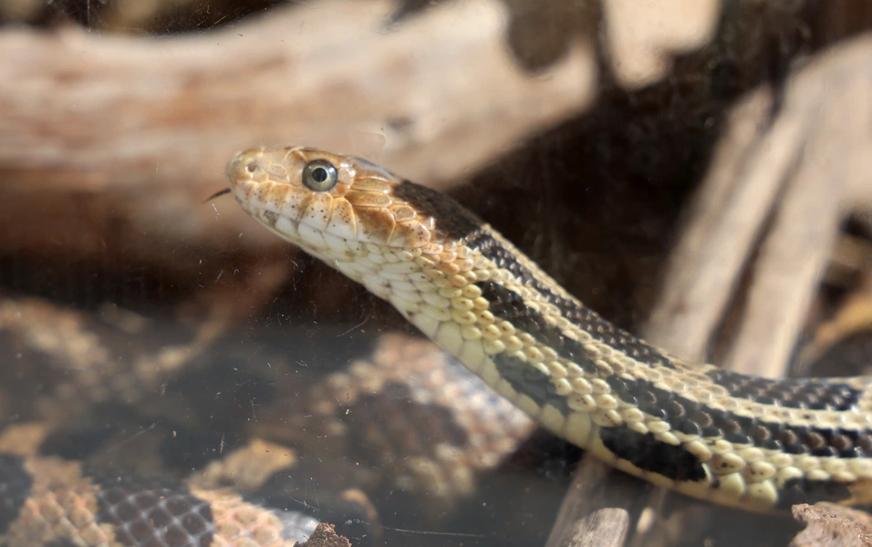 Experts reveal common backyard features attracting snakes