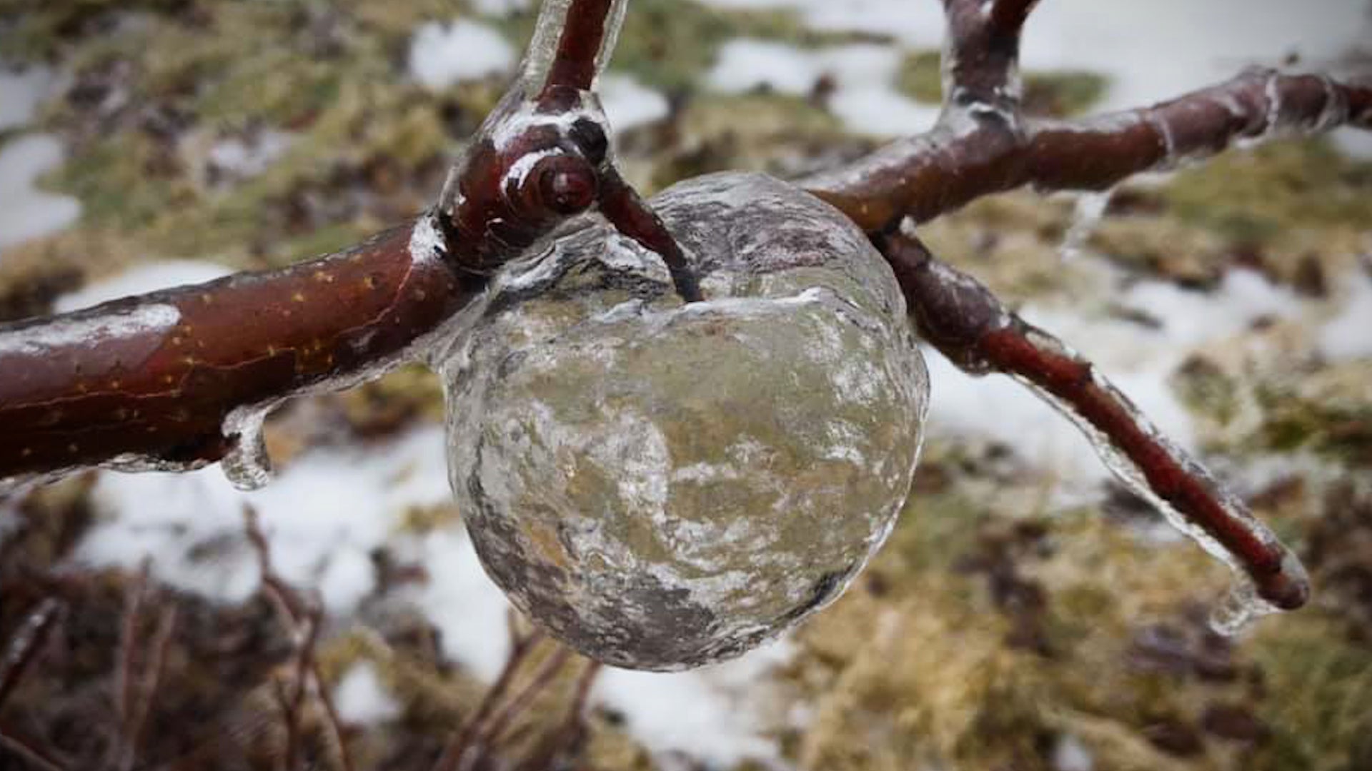 How to find ghost apples, the eerie ice shells left by freezing rain