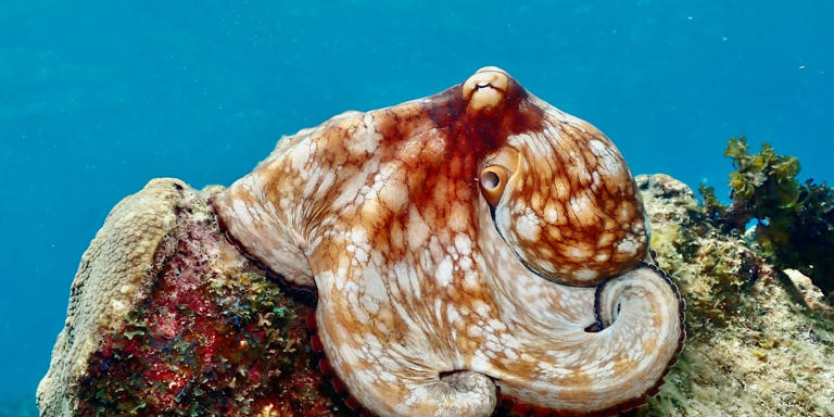 Scientists discovered shape-shifting DNA that birthed some of the ...