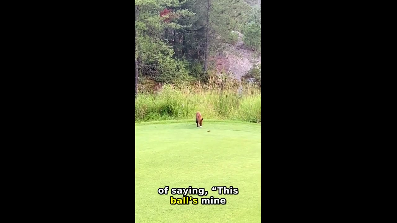 Wild animal urinates on golf ball in Ontario