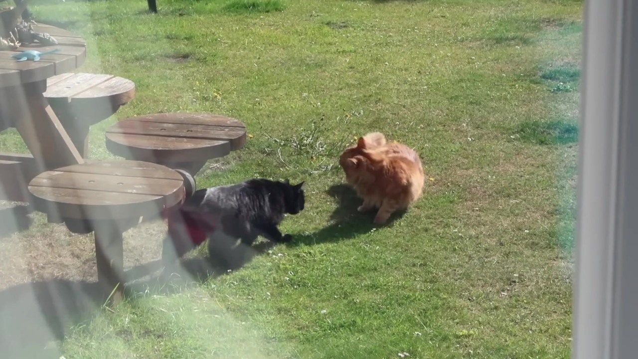 George the neighbor cat uses Ralph to open a microchip cat flap