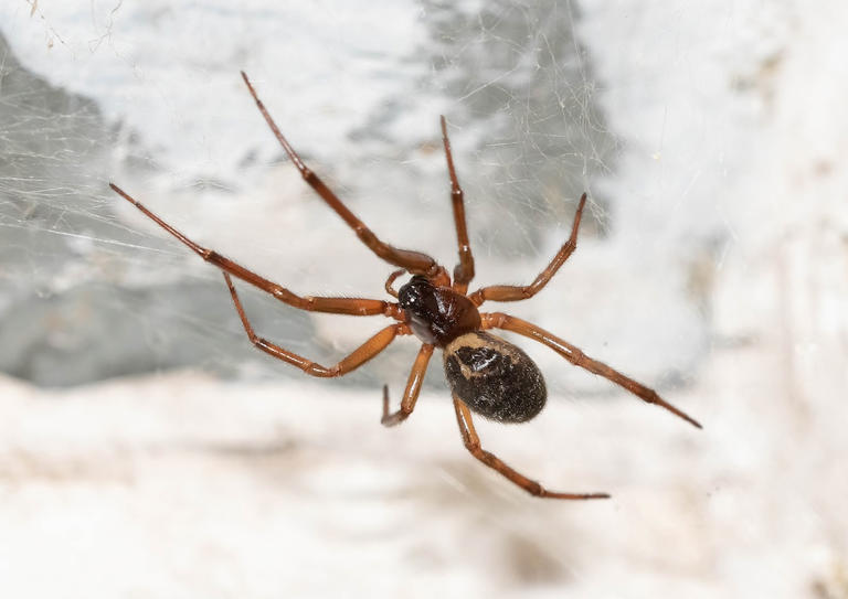 These animals seek shelter in our homes during fall